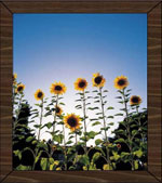From the Ground Up Guide image of sunflowers