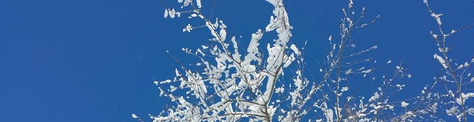 winter snowy branches