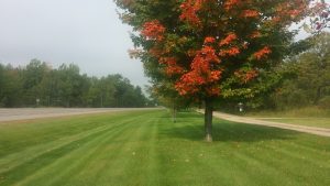Mowed lawn with Maple tree
