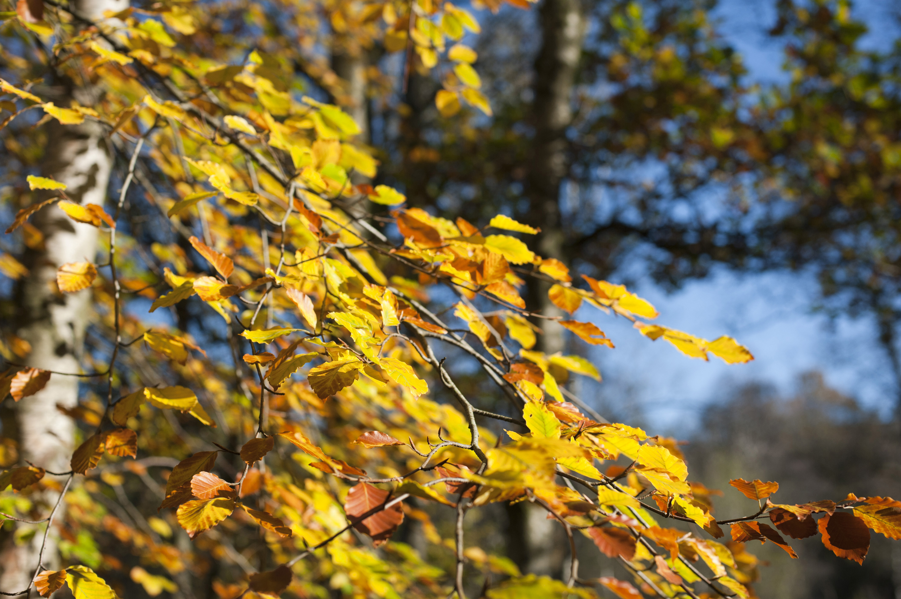 Colorful yellow autumn leaves on a beech tree, close up view 
