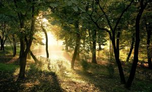 Filtered sunlight through trees